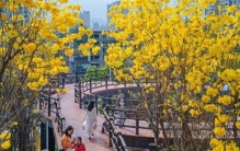 春天，为什么黄色的花先开？