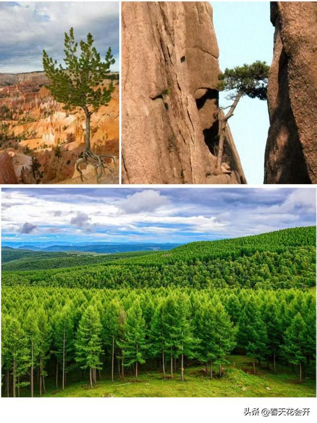 非线性增长(二)——指数型增长曲线中的植物代表