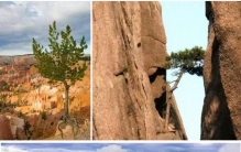 非线性增长（二）——指数型增长曲线中的植物代表