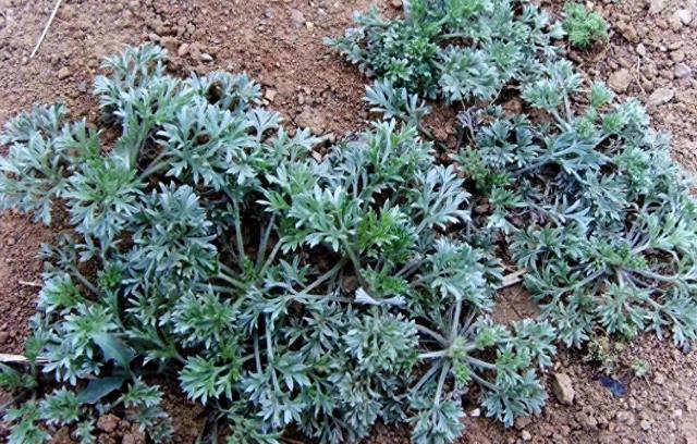 【科普小知识】茵陈—春季养肝“黄金草”