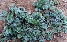 【科普小知识】茵陈—春季养肝“黄金草”