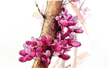 老茎能生花 兄弟不分家——紫荆