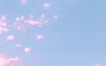 “99成新”郁金香火了：植物也能当二手卖？揭秘“稀罕物”生意经