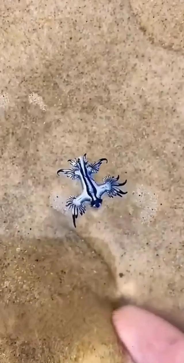 太罕见了!台湾高雄,有一男子在海边浅滩,发现只蓝色的奇怪生物