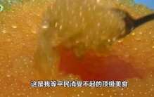 世界上最贵的美食，要等待100年才能上餐桌，黄金鱼卵贵在哪？