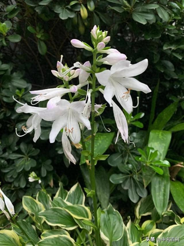 光照差也能种活！最耐阴的十大室外植物，不用晒太阳也能枝繁叶茂