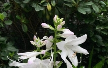 光照差也能种活！最耐阴的十大室外植物，不用晒太阳也能枝繁叶茂