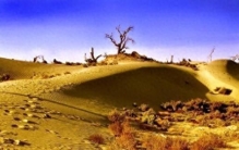 世界最长！塔克拉玛干销边合龙，中国治沙太硬核