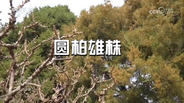花粉过敏成“隐形烦恼”，如何应对？一文了解