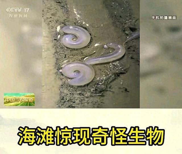 大连海滩惊现奇怪生物