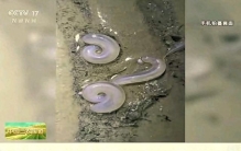 大连海滩惊现奇怪生物