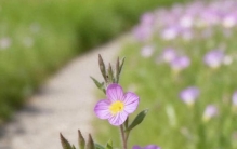 世界上最痛苦的事，就是笑脸相迎你最讨厌的人。