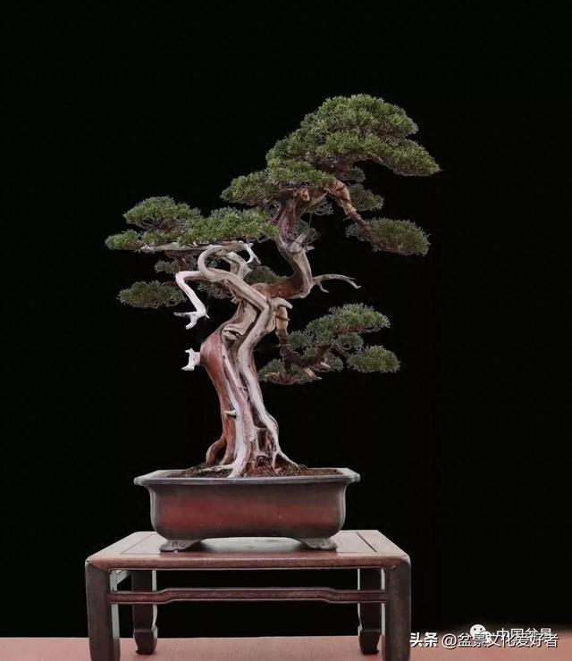 欣赏刘胜才获奖盆景