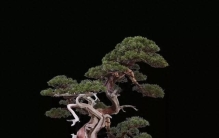 欣赏刘胜才获奖盆景