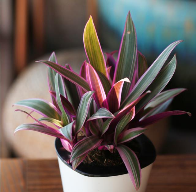 紫露兰总是养不靓？园艺师支招：做好基础“4步骤”，叶片美如画