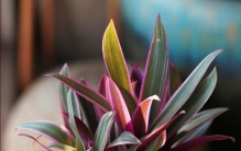 紫露兰总是养不靓？园艺师支招：做好基础“4步骤”，叶片美如画