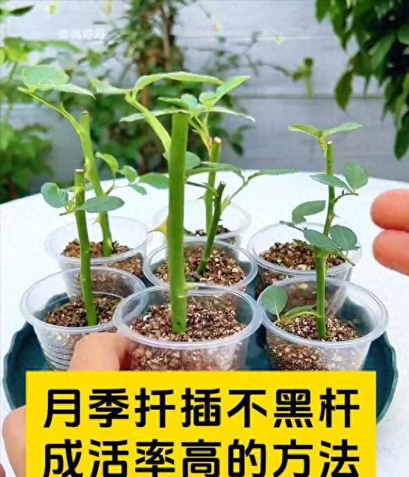 5、6月是“扦插”黄金月，6种花草沾上水土就生根，简单又省钱