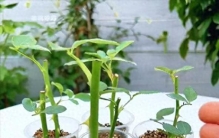 5、6月是“扦插”黄金月，6种花草沾上水土就生根，简单又省钱
