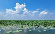 走笔雄安丨淀中晚市