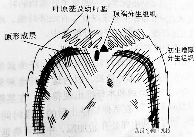 单子叶植物茎的加粗(The thickening of the stem in monocots)