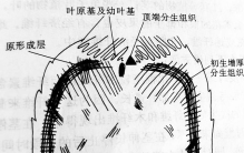 单子叶植物茎的加粗(The thickening of the stem in monocots)