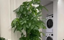 旺家又好养的绿植，不用费心打理，家里越养越舒心