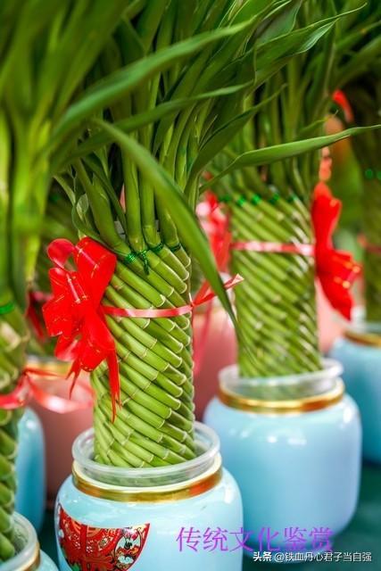 植物风水：家中养对植物，财神不请自来