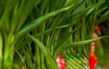 植物风水：家中养对植物，财神不请自来