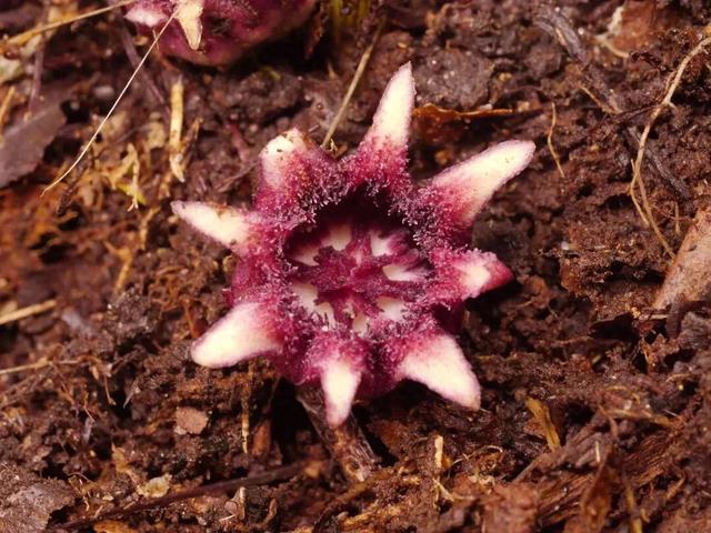 每天认识一种植物50:流苏蜘蛛抱蛋