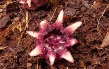 每天认识一种植物50:流苏蜘蛛抱蛋