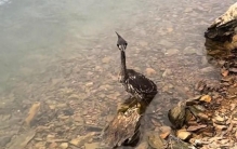 “世界上最神秘的鸟”现身千岛湖被渔网线缠住，男子开船路过将其解救 野外数量仅约千只