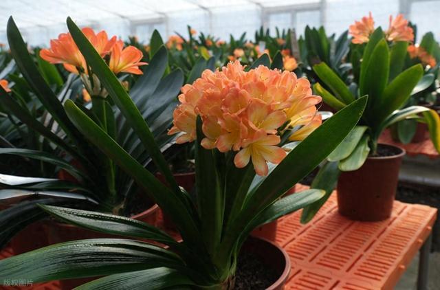 “养花也养心”,这4种“慢性子”绿植,最适合急性子的老人