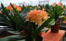 “养花也养心”，这4种“慢性子”绿植，最适合急性子的老人