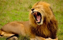 对人类危害最大的8种生物，你知道它们是谁吗？