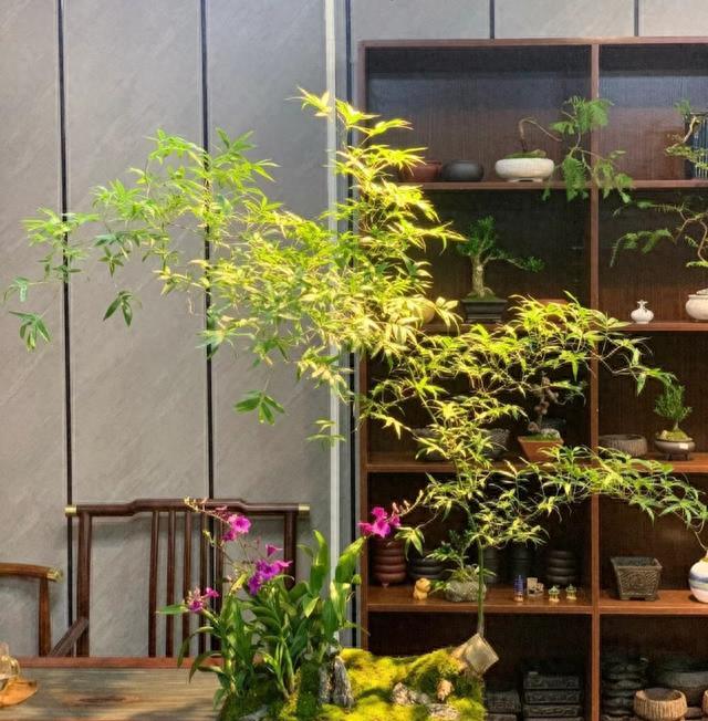 公认“最有格调”的1种绿植,很多人宁可不吃肉也要养一盆