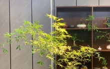 公认“最有格调”的1种绿植，很多人宁可不吃肉也要养一盆