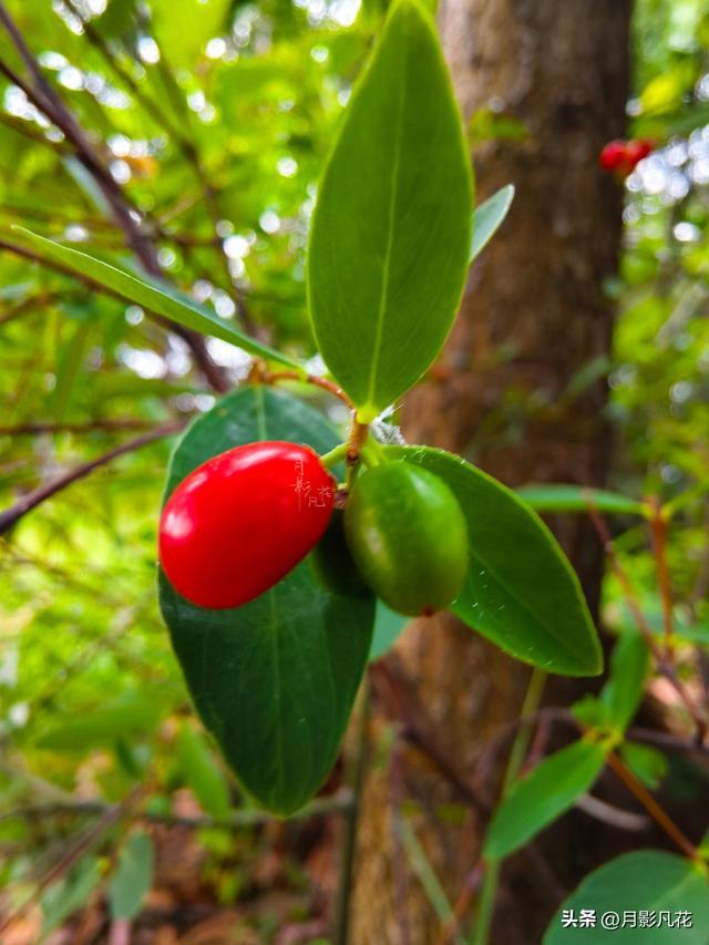 了哥王——全株有毒!却是有利于男子的植物