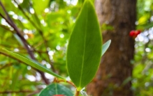 了哥王——全株有毒！却是有利于男子的植物