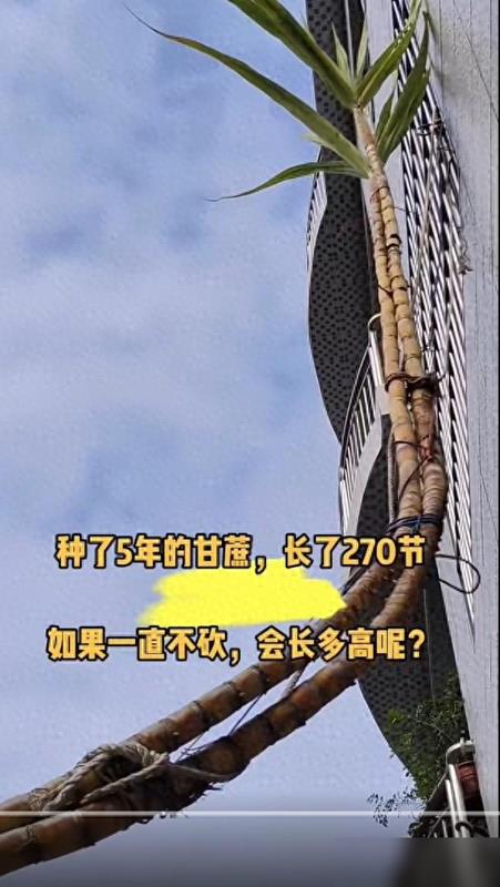 甘蔗长成精：阳台绿植审美的降级狂欢