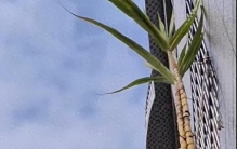 甘蔗长成精：阳台绿植审美的降级狂欢