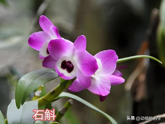 91图带您了解91种各种各样的石斛