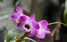 91图带您了解91种各种各样的石斛