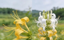 春天野菜美味又营养，这3类植物最容易误食，一不小心就会进重症