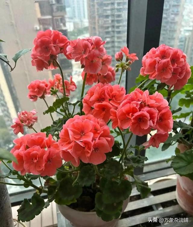 四季赏花指南：这4款超长花期植物，新手也能轻松养爆盆