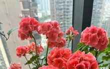 四季赏花指南：这4款超长花期植物，新手也能轻松养爆盆