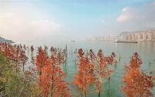 长江消落带的蝶变