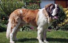 世界上最大的狗，站起来比人都高！！