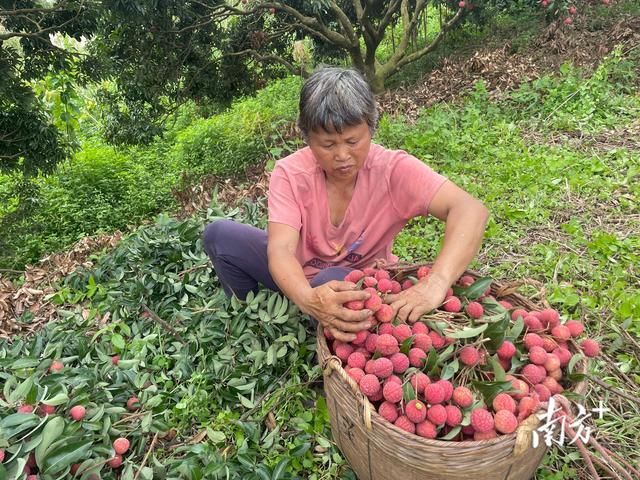 藏不住了！佛冈荔枝园爆甜开园，附保姆级游玩攻略