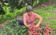 藏不住了！佛冈荔枝园爆甜开园，附保姆级游玩攻略