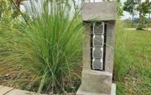 祖坟长这3种草，后代必出贵人